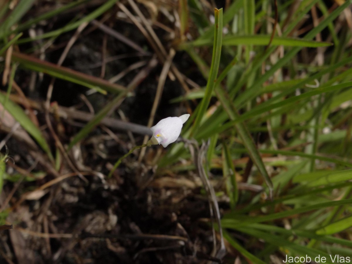 Utricularia caerulea L.